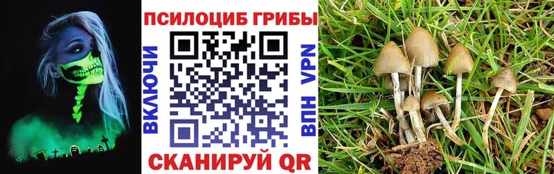 Купить закладки  Георгиевск  Галлюциногенные грибы мицелий 